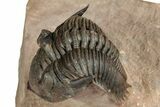 Stunning Metacanthina Trilobite - Lghaft, Morocco #339516-4